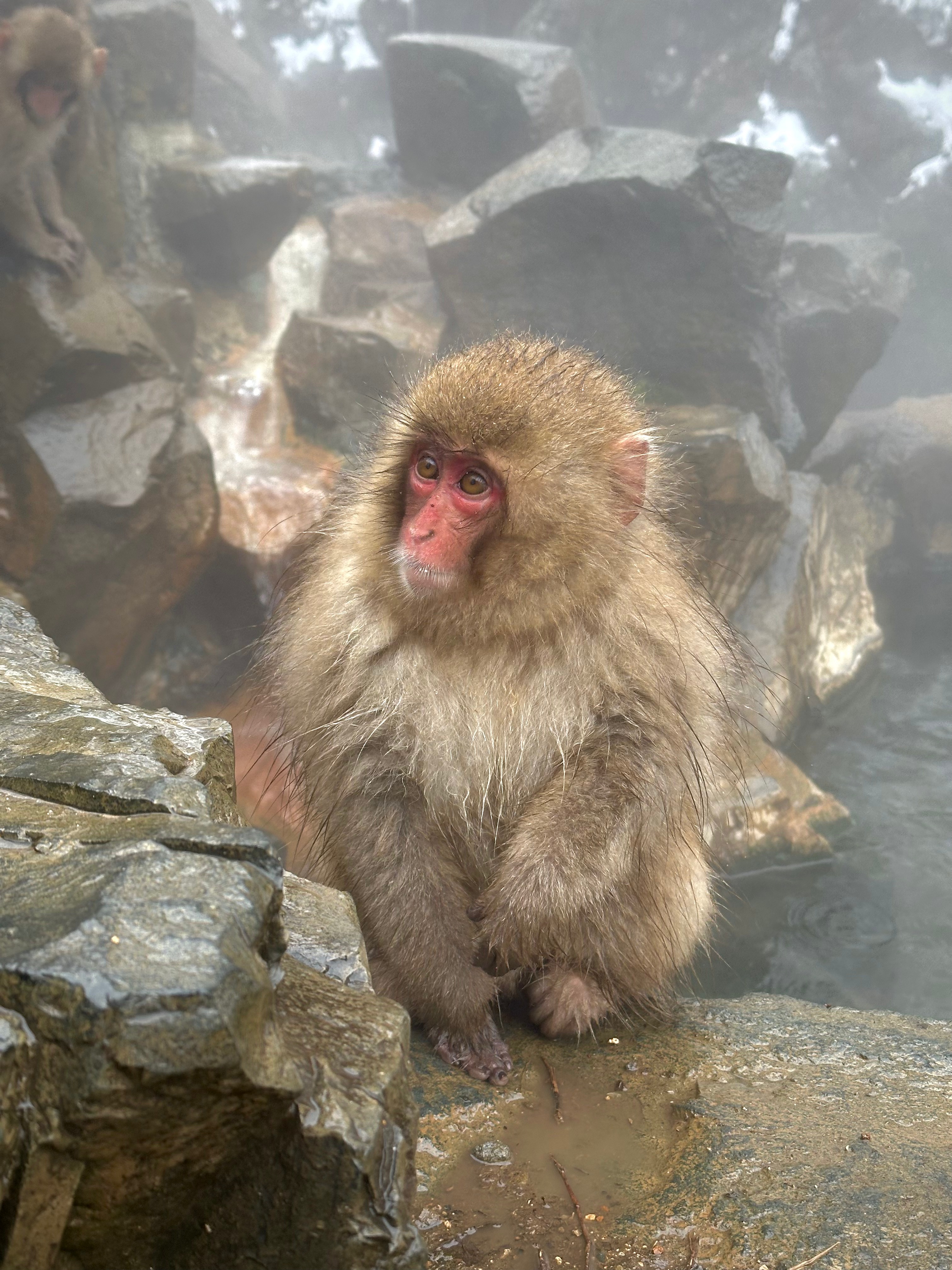 Nagano in Winter: The Complete 5-Day Itinerary for Non-Skiers